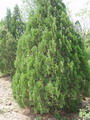 Thuja Orientalis